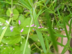 Polygala paniculata