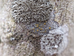 Caloplaca cerina