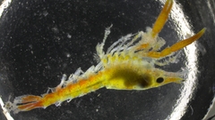 Nephropoidea