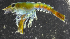 Nephropoidea
