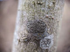 Caloplaca cerina