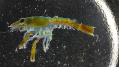 Nephropoidea