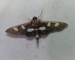 Desmia funeralis
