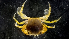 Liocarcinus vernalis