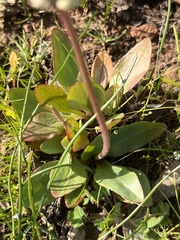 Micranthes integrifolia
