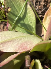 Micranthes integrifolia