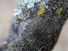 Hyperphyscia adglutinata