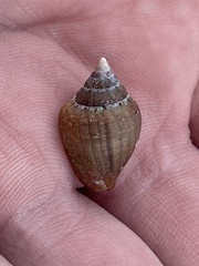 Columbella fuscata