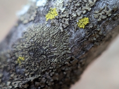 Hyperphyscia adglutinata