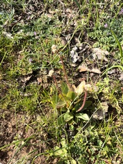 Micranthes integrifolia