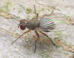 Coenosiinae
