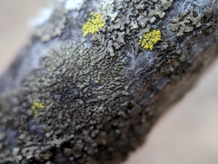 Hyperphyscia adglutinata