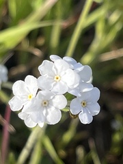Plagiobothrys nothofulvus