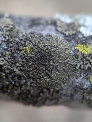 Hyperphyscia adglutinata