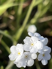 Plagiobothrys nothofulvus
