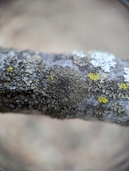 Hyperphyscia adglutinata