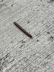 Trigoniulus corallinus