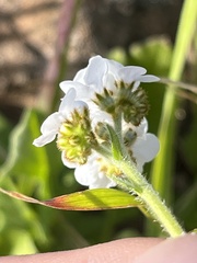 Plagiobothrys nothofulvus