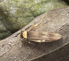 Stathmopoda similignominiosa