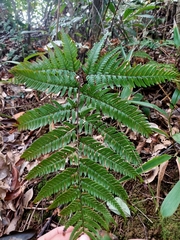 Dryopteris sordidipes