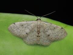 Idaea ptyonopoda