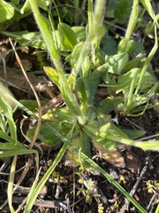 Plagiobothrys nothofulvus