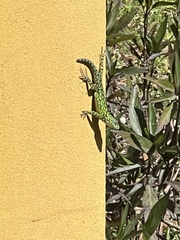 Sceloporus malachiticus