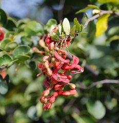 Pithecellobium unguis-cati