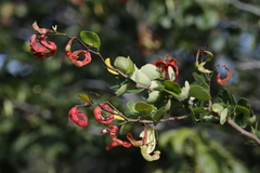 Pithecellobium unguis-cati