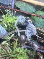 Mycena amicta