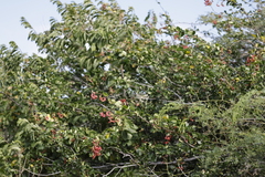 Pithecellobium unguis-cati