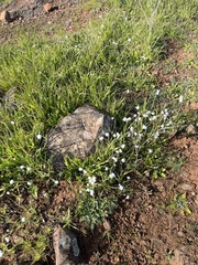 Plagiobothrys nothofulvus