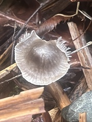 Mycena amicta