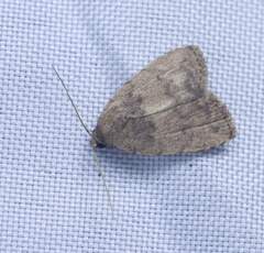Anachrostis