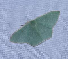 Pelagodes subquadraria