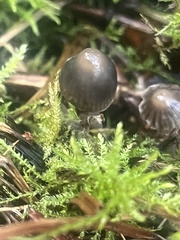 Mycena amicta