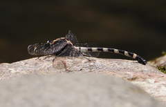 Sieboldius japponicus