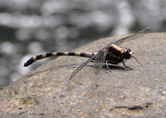 Sieboldius japponicus