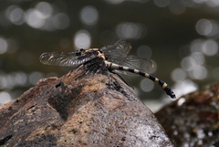 Sieboldius japponicus