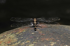 Sieboldius japponicus