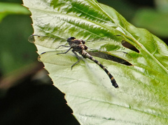 Sieboldius japponicus