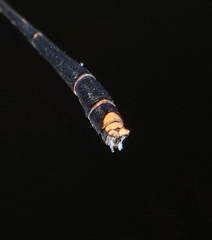 Elattoneura analis