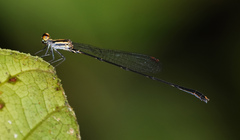 Elattoneura analis