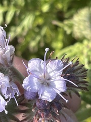 Phacelia tanacetifolia