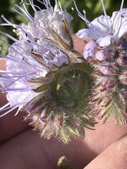 Phacelia tanacetifolia