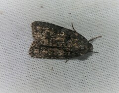 Acronicta increta