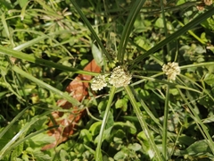 Cyperus luzulae