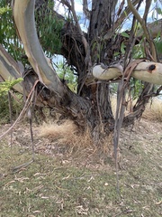 Eucalyptus ovata
