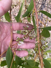 Eucalyptus ovata
