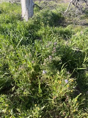 Phacelia tanacetifolia